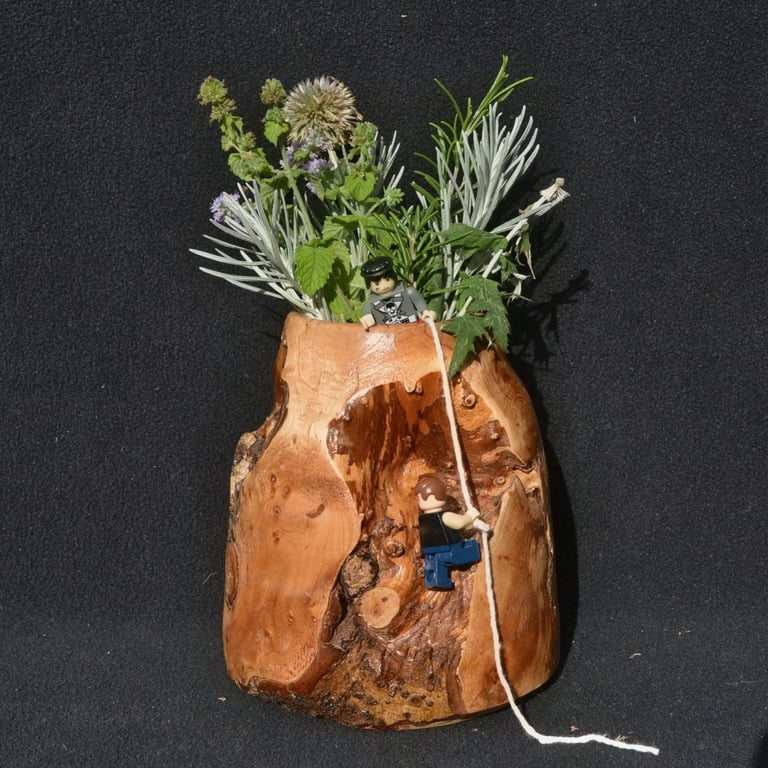 Dwarf Weeping Willow Vase or Pot