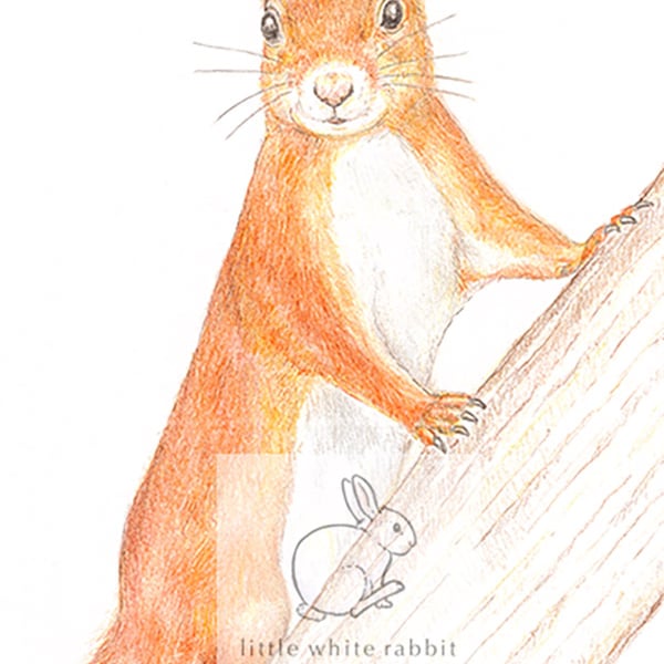 Red Squirrel - Father's Day Card