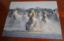 Horses