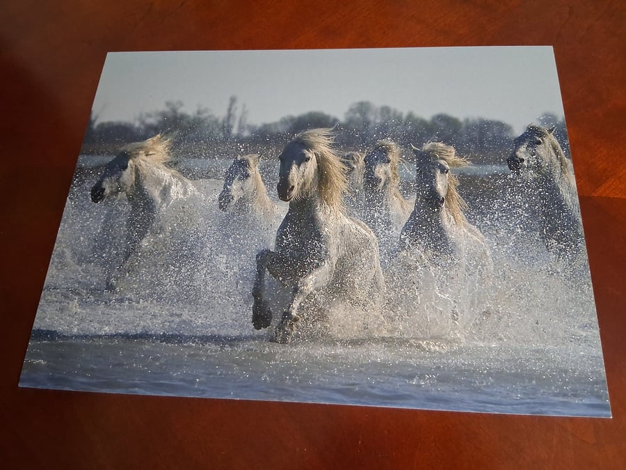 HORSES IN THE SEA 16 X 12