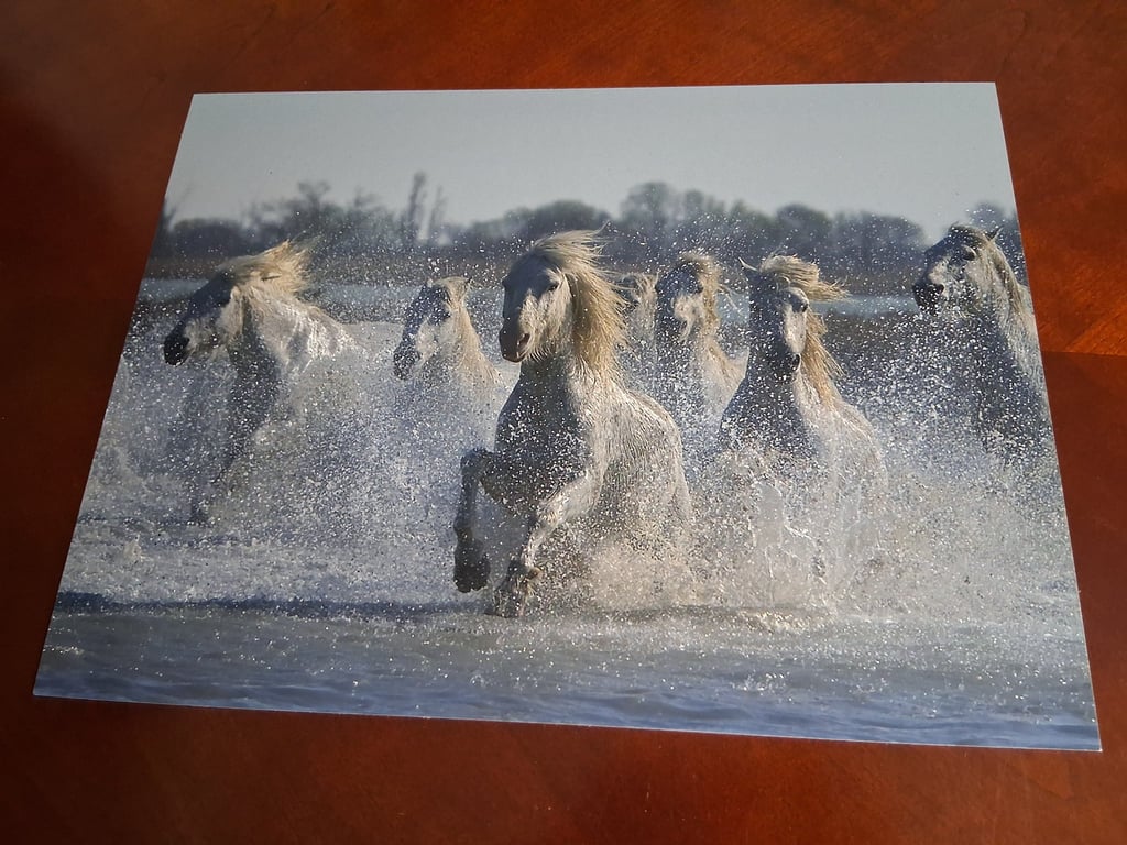 HORSES GALLOPING THROUGH THE SEA PHOTOGRAPH - 16x12