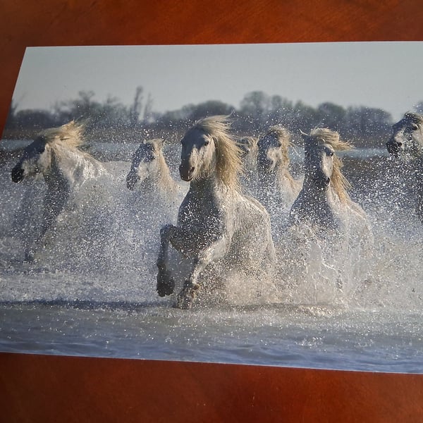 HORSES IN THE SEA 16 X 12