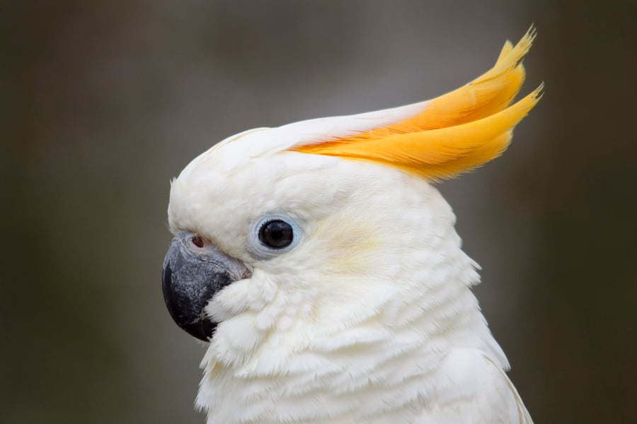 Sulfer crested cockatoo print