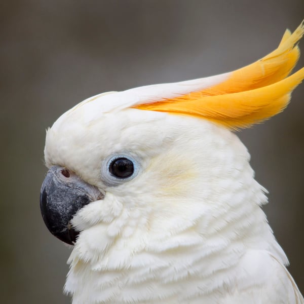Sulfer crested cockatoo print