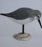 Dunlin on oyster shell   - Image 4