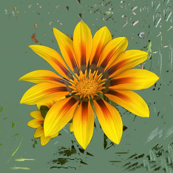 Gazania
