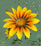 Gazania