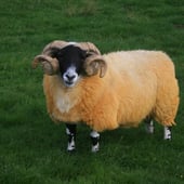 Moulin Yarns