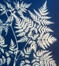 Sweet Cicely in Cyanotype, Botanical gift. Floral Gift - Image 5