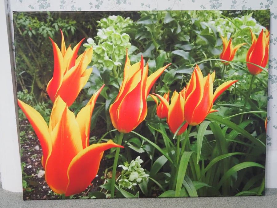 Vibrant Flyaway Tulip Canvas Print