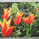 Vibrant Flyaway Tulip Canvas Print