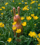 Hare today gone tomorrow. - Image 3