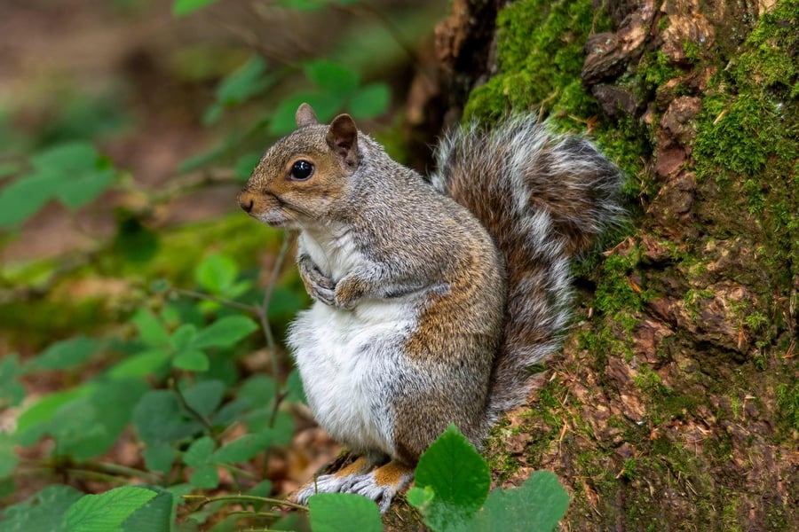 Female grey squirrel print