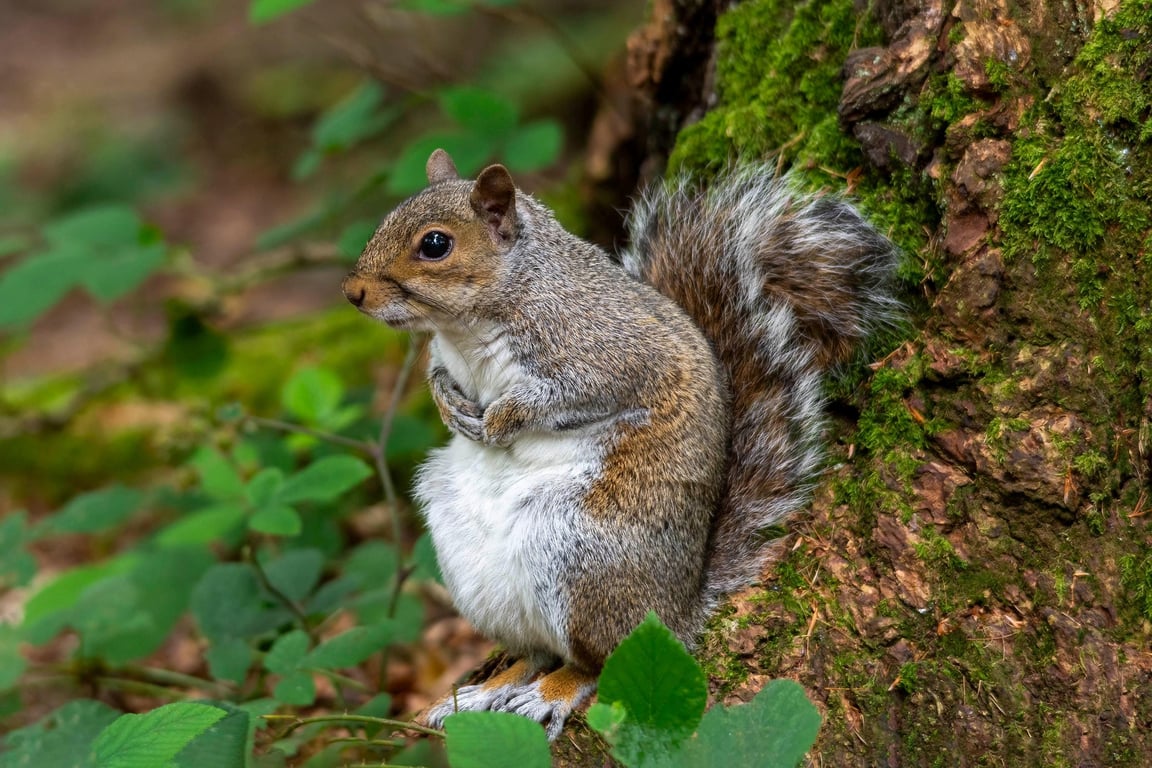 Female grey squirrel print
