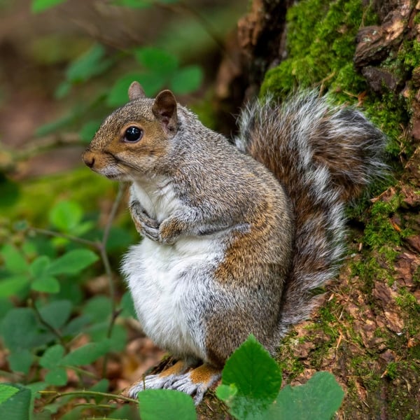 Female grey squirrel print