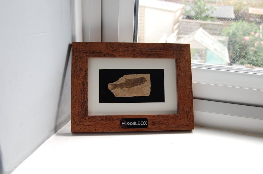 Fish fossil framed