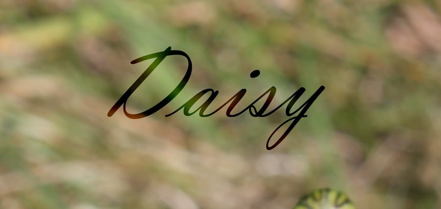 Daisy Plant Profile