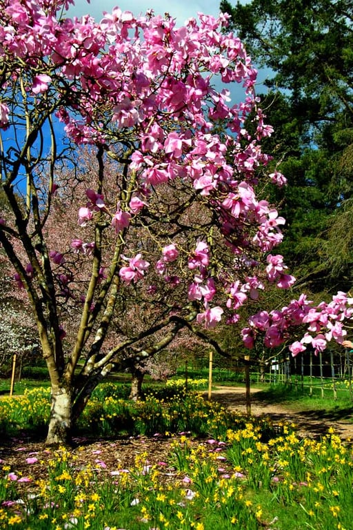 Magnolia Tree Batsford Arboretum Cotswolds UK 12"x18" Print