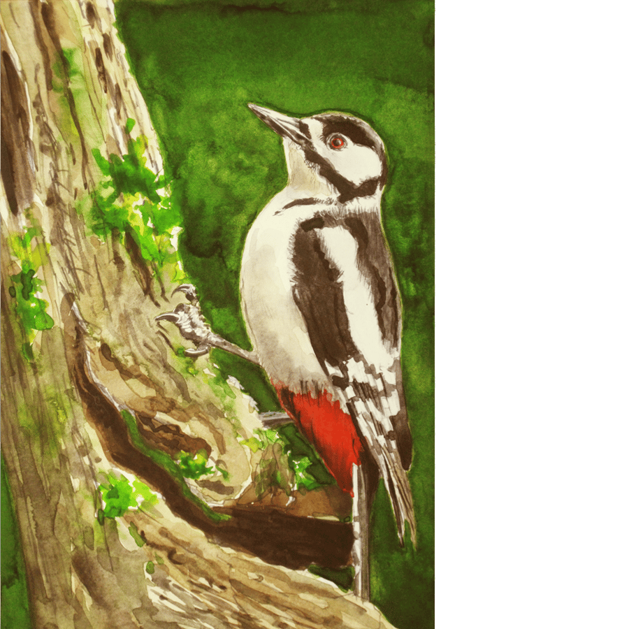 Great spotted woodpecker. Original watercolour painting.
