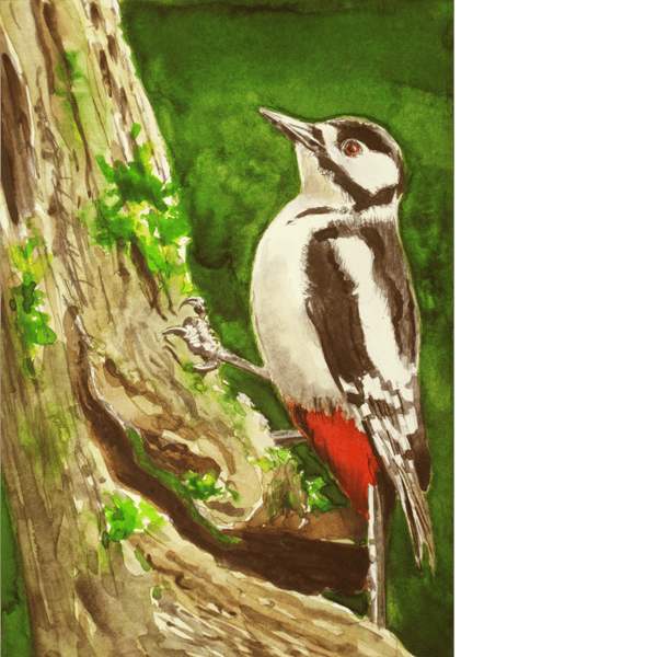 Great spotted woodpecker. Original watercolour painting.