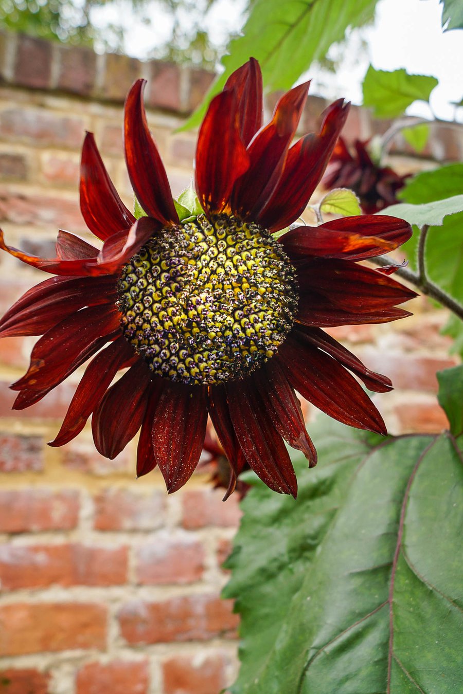 Helianthus (Sunflower) Eco-Friendly A6 Greetings Card 