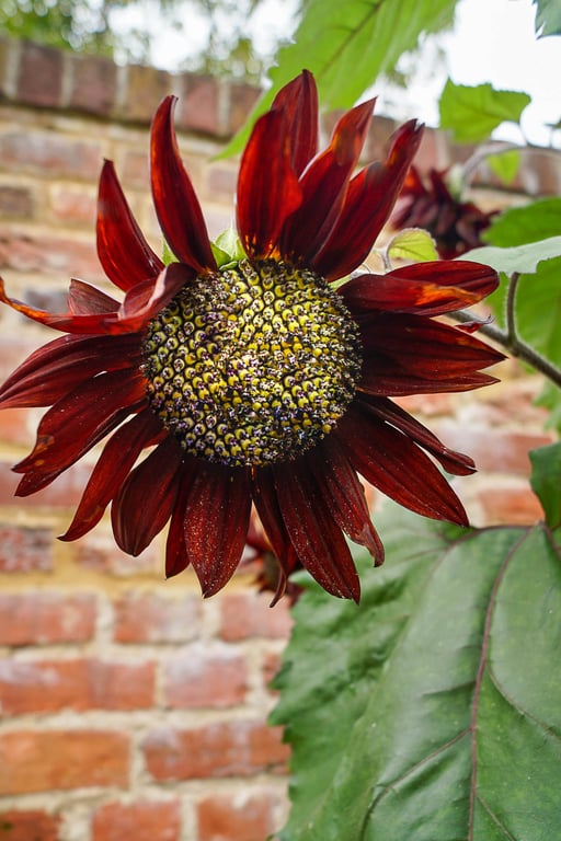 Helianthus (Sunflower) Eco-Friendly A6 Greetings Card 