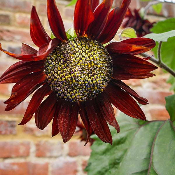 Helianthus (Sunflower) Eco-Friendly A6 Greetings Card 