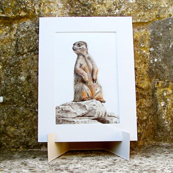 Meerkat On Watch Original Coloured Pencil Drawing