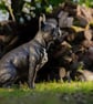 Sitting French Bulldog - Image 4