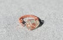 Wearable beach treasures