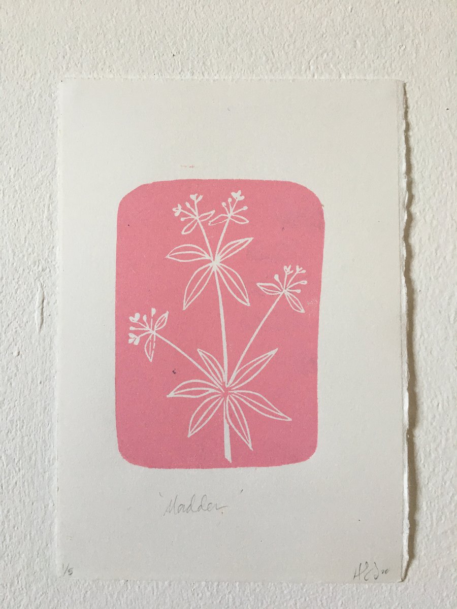 Limited edition linocut relief print, Madder plant botanical illustration