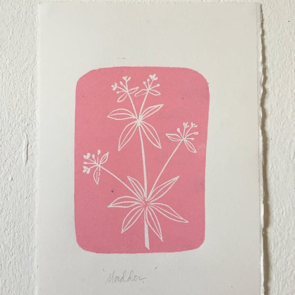 Limited edition linocut relief print, Madder plant botanical illustration