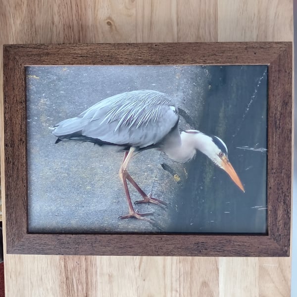 Heron