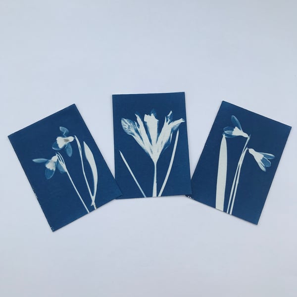 ACEO- Set of 3 Spring Cyanotypes