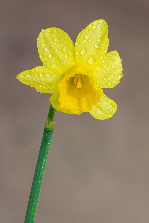 Single yellow daffodil print