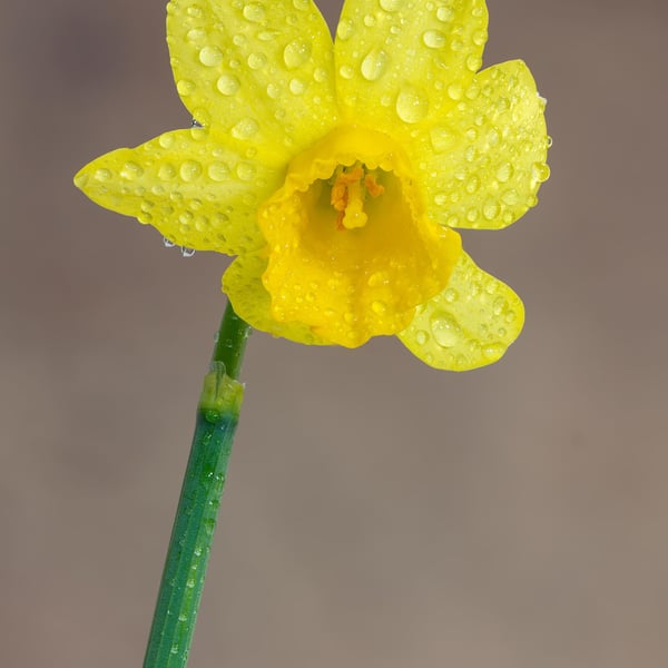 Single yellow daffodil print