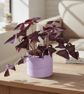 Large Lilac Round Plant Pot 15 cm, Handmade Indoor Planter - Image 3