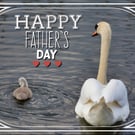 Swans Father's Day Card A5