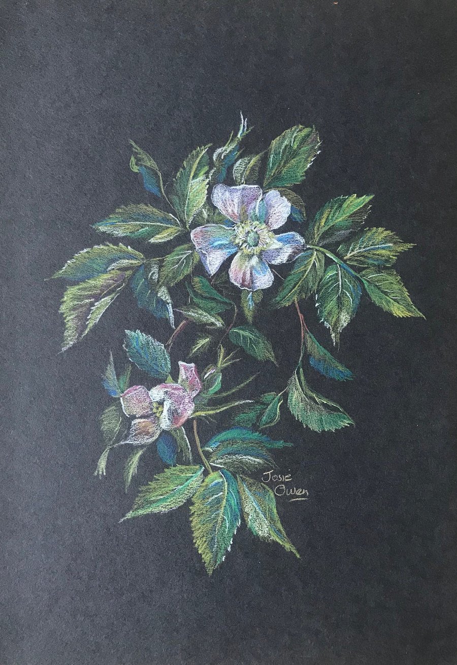 Original Colour Pencil Sketch of Wild Rose