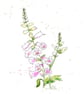 Pink foxglove, framed original watercolour painting  - Image 3