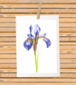 Iris Flower Botanical Art Digital Print - Image 3