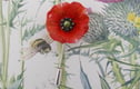 Poppy Brooches & Pins