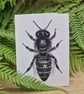 Black bee card - UK native & endangered honey bee - Image 1