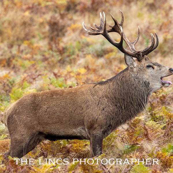Red Stag print (Limited edition of 10)