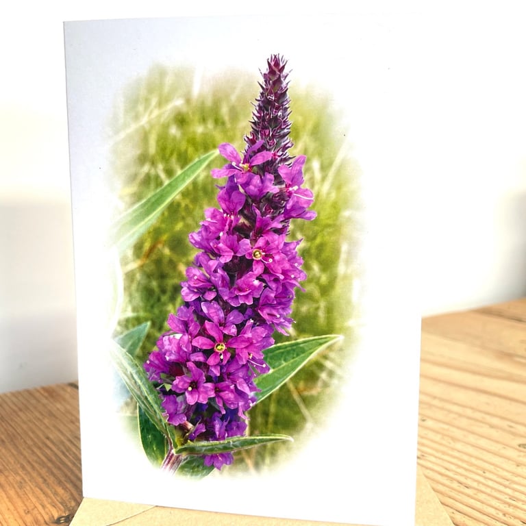 Blank Card A6 Portrait - Purple Loosestrife