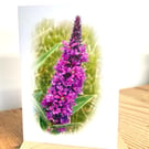 Blank Card A6 Portrait - Purple Loosestrife