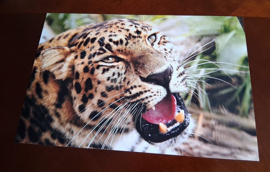 AMUR LEOPARD PHOTOGRAPH 