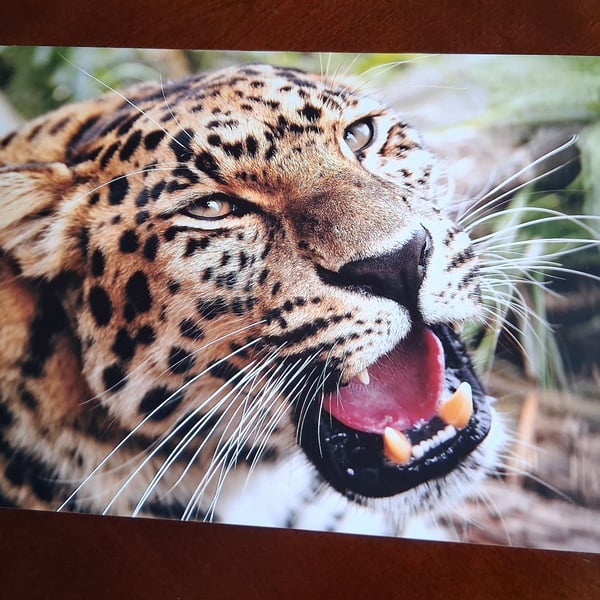 AMUR LEOPARD PHOTOGRAPH 