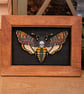 Death's Head Moth - 3D Artwork  - Image 1