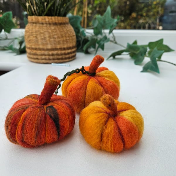 Woolly Pumpkins